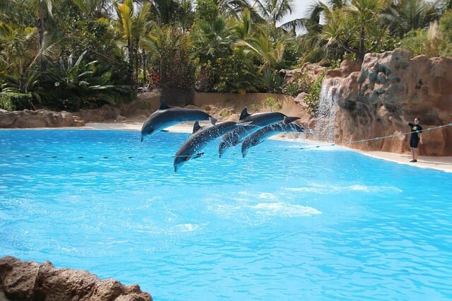 Lore Park Loro Park Teneriffa