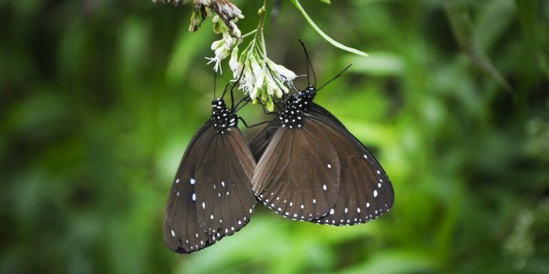 Tal der Schmetterling