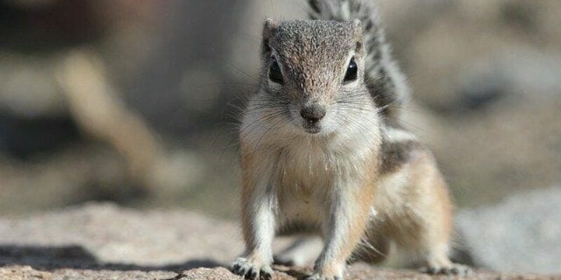 Welche Tiere leben in der Mojave Wüste?