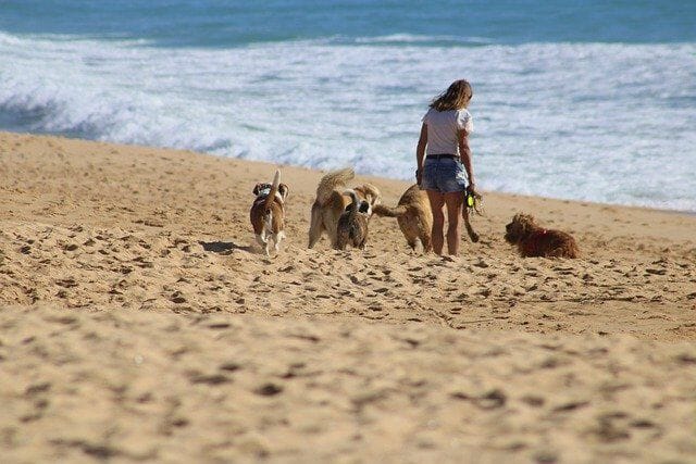Split Hundestrand