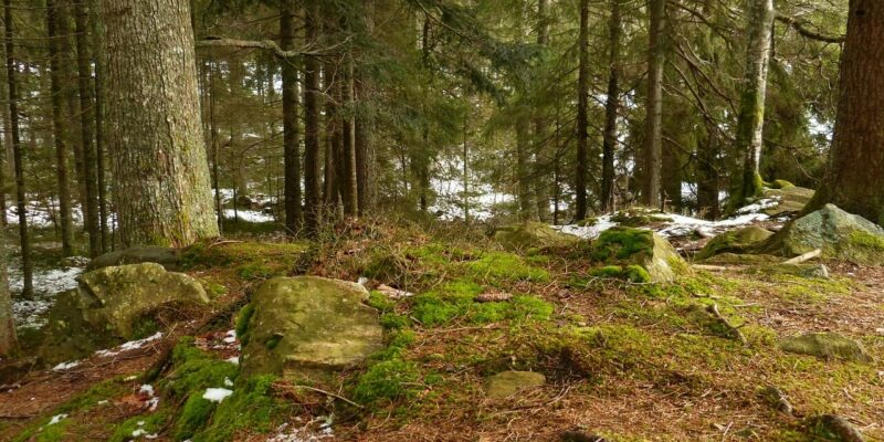 Reine Natur in der Schlucht