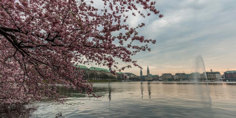 Deutschland Hamburg Kirschblüte