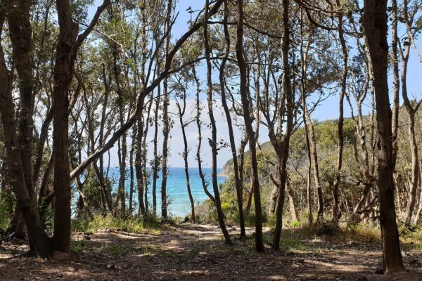 Was gibt es in der Cala Violina alles zu erleben? Was gibt es in der Cala Violina alles zu erleben?