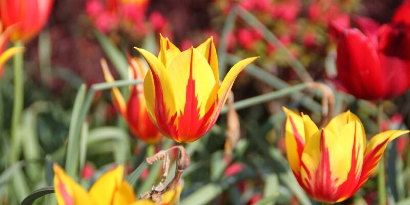 Botanischer Garten Botanischer Garten