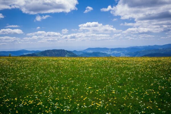 Feldberg Feldberg