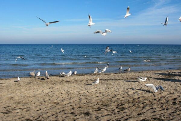 Hundestrand Boltenhagen in Mecklenburg-Vorpommern Hundestrand Boltenhagen in Mecklenburg-Vorpommern