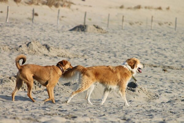 Was ist ein Hundestrand? Was ist ein Hundestrand?