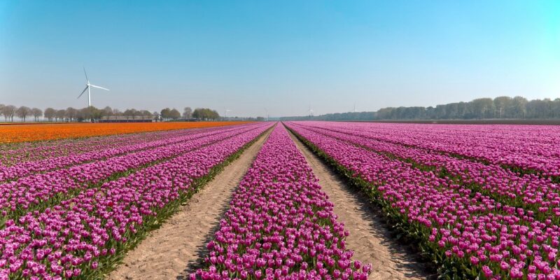 Besichtigung der Tulpenfelder in Niederlande Besichtigung der Tulpenfelder in Niederlande