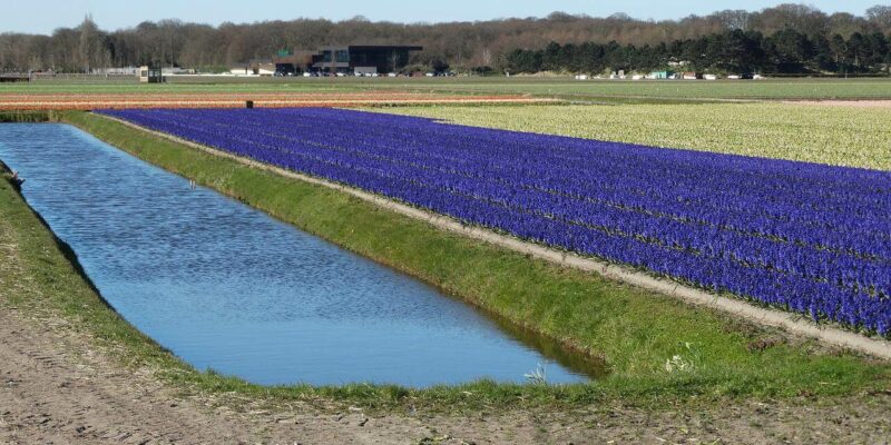 Bollenstreek Bollenstreek