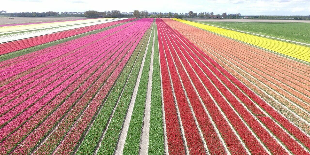 Tulpenfelder Holland