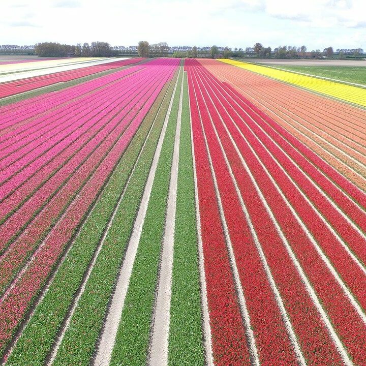 Tulpenfelder Holland
