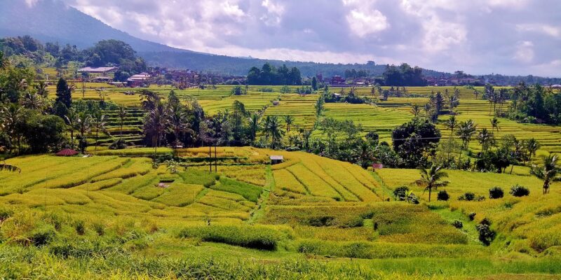 Jatiluwih Reisterrassen