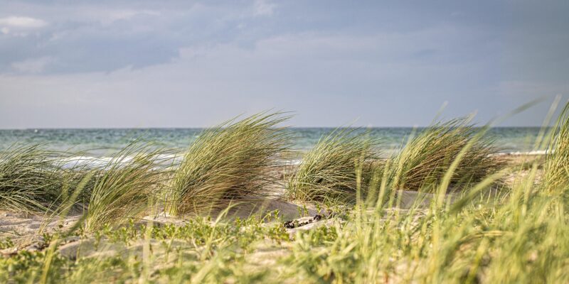 Strandhafer auf einer Düne weht im Wind, im Hintergrund die türkis-grüne Ostsee mit weißer Wellenlinie und ruhiger Himmel mit zarten Wolken