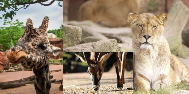 Vielfältiger Zoo mit unterschiedlichen Tieren