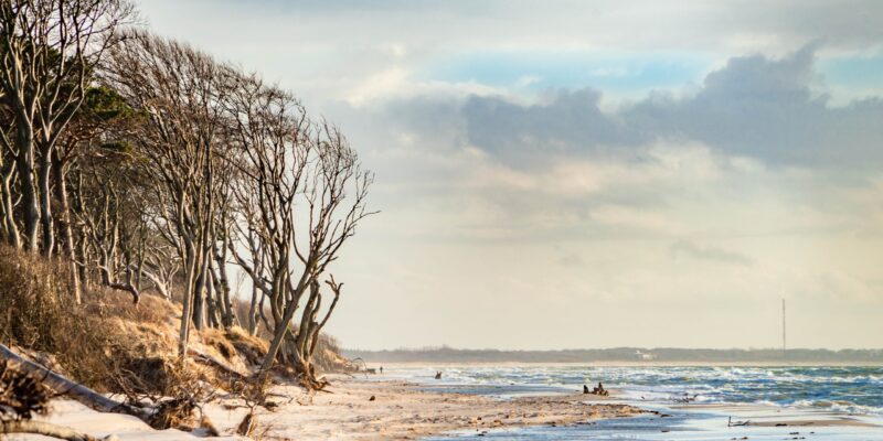 weststrand-darss-buchenwald-am-meer-wellen Kahler Buchenwald mit vom Wind geformten Bäumen direkt am Sandstrand des Weststrands auf dem Darß, im Vordergrund Wellen der Ostsee, dramatischer Wolkenhimmel