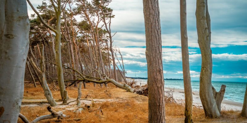 weststrand-darss-darsswald-blick-zur-ostsee Blick durch die schlanken Kiefern und Buchen des Darßwaldes auf den Sandstrand und die türkis-blaue Ostsee am Weststrand, charakteristisch für den Nationalpark Vorpommersche Boddenlandschaft