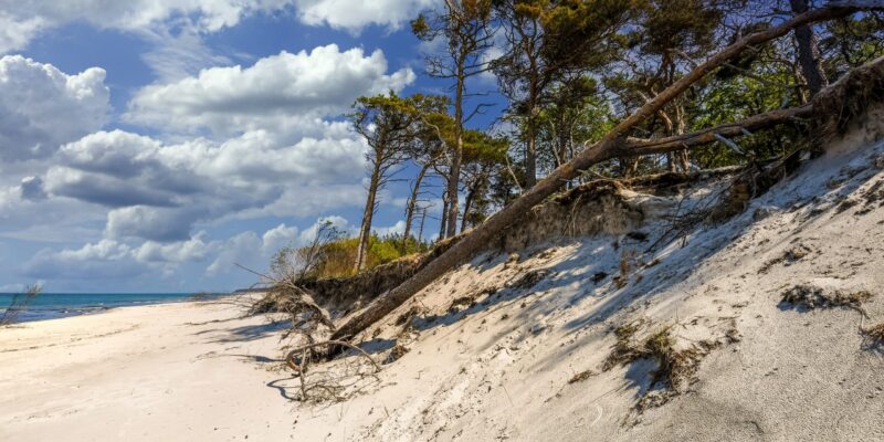 weststrand-darss-duene-kiefern-wolkenhimmel Sanddüne am Weststrand auf dem Darß mit vom Wind geformten Kiefern, weißen Wolken am blauen Himmel und Blick auf die türkis-blaue Ostsee