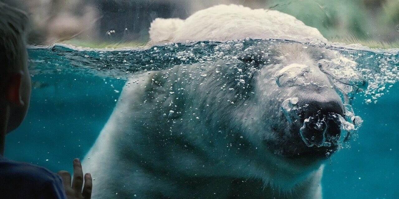 Wie viele Zoos gibt es in Deutschland?