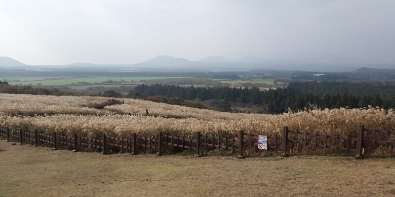 Feld mit hohem Gras und Bergen in der Ferne unter einem bewölkten Himmel, begrenzt durch einen Holzzaun.