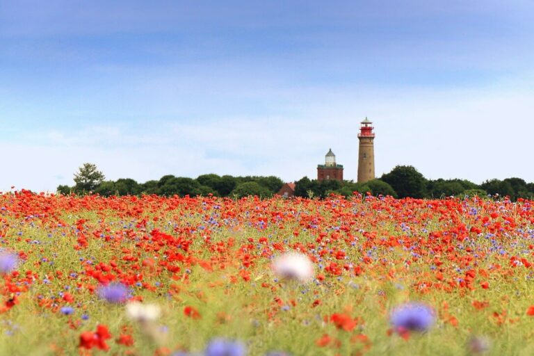 Unter blauem Himmel am Kap Arkona erstreckt sich ein leuchtendes Wildblumenfeld mit roten Mohnblumen und violetten Blumen. In der Ferne stehen majestätisch zwei hohe Leuchttürme, umgeben von Bäumen.