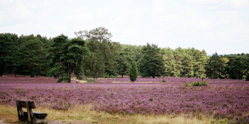 Eine malerische Landschaft der Lüneburger Heide in Niedersachsen zeigt im Vordergrund ein Feld mit lila Heidekraut, das von einem dichten Wald unter einem teilweise bewölkten Himmel begrenzt wird. Links steht eine Holzbank auf einem Feldweg.