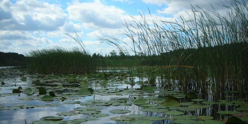 Eingebettet in die idyllische Landschaft des Nationalparks Müritz entfaltet sich eine ruhige Seenlandschaft, auf der Seerosen sanft auf ruhigem Wasser schwimmen, das von hohen Gräsern gesäumt ist. Der Himmel ist teilweise bewölkt mit blauen Flecken, während in der Ferne Bäume den friedlichen Horizont säumen.