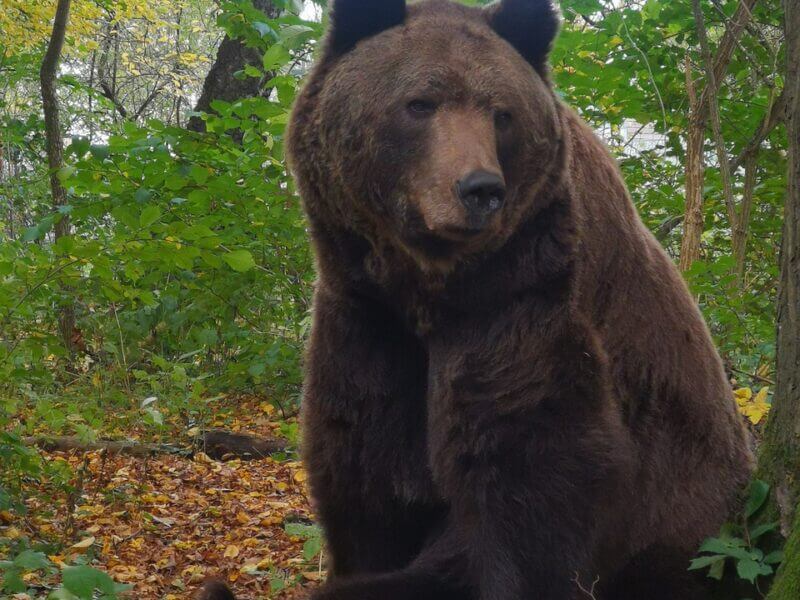 Ein großer Braunbär sitzt auf einem mit Laub bedeckten Waldboden im Bärenwald Müritz. Der Bär ist von grünem Laub und Bäumen umgeben, durch die gesprenkeltes Sonnenlicht fällt. Die Umgebung scheint ein ruhiges Waldgebiet zu sein.