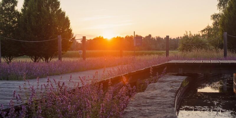 Nationalparks und Naturschutzgebiete Romantische Abendlandschaft mit Sonnenuntergang über einem Holzsteg, umgeben von violett blühenden Pflanzen und Bäumen im Hintergrund.