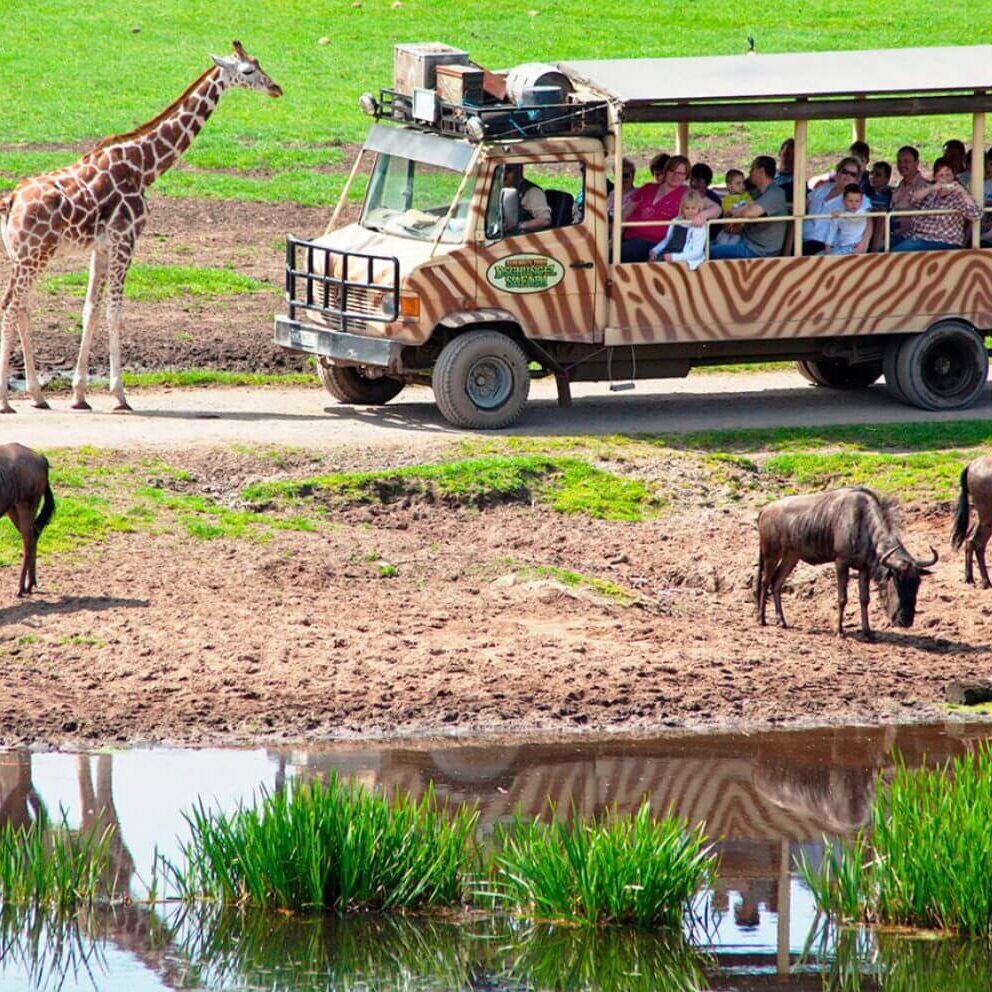 Serengeti Safari