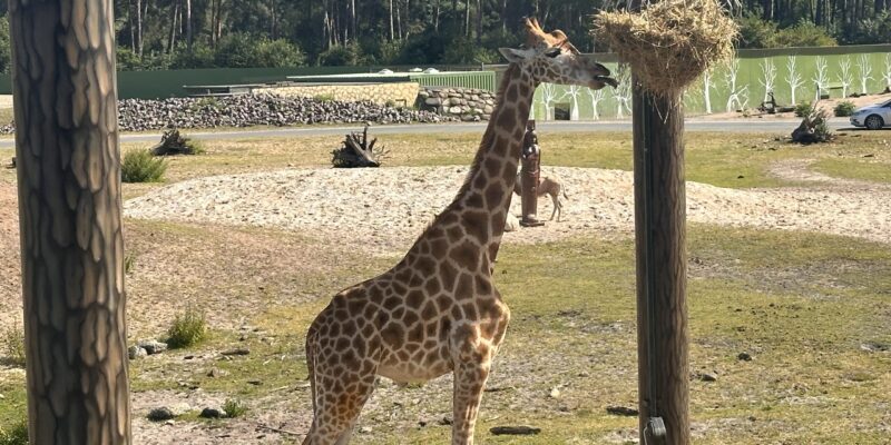Serengeti Park Giraffe Safari Giraffe frisst aus einem Futterkorb auf der Serengeti-Safari im Serengeti-Park Hodenhagen